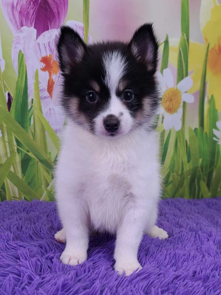 Pompsky Puppies for Sale