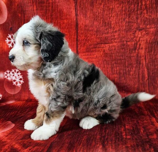 Merle sheepadoodle clearance puppies for sale