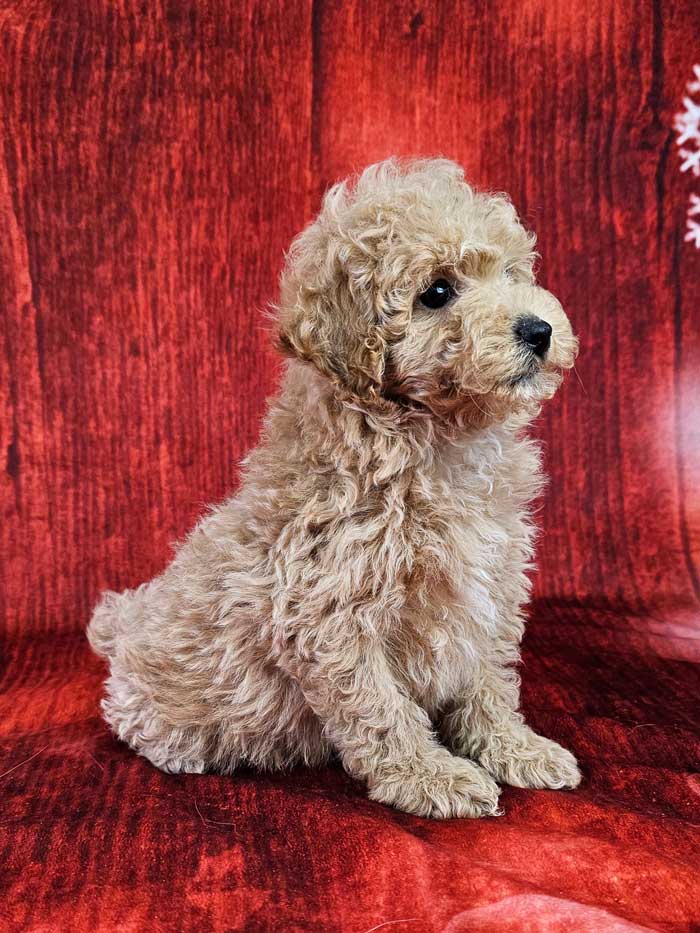 Best Mini Poodles For Sale Ohio Www.woodlotcompanions.com Clifford 2024 