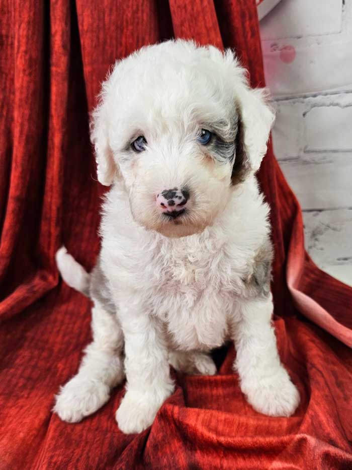 Mini sheepadoodle best sale for sale