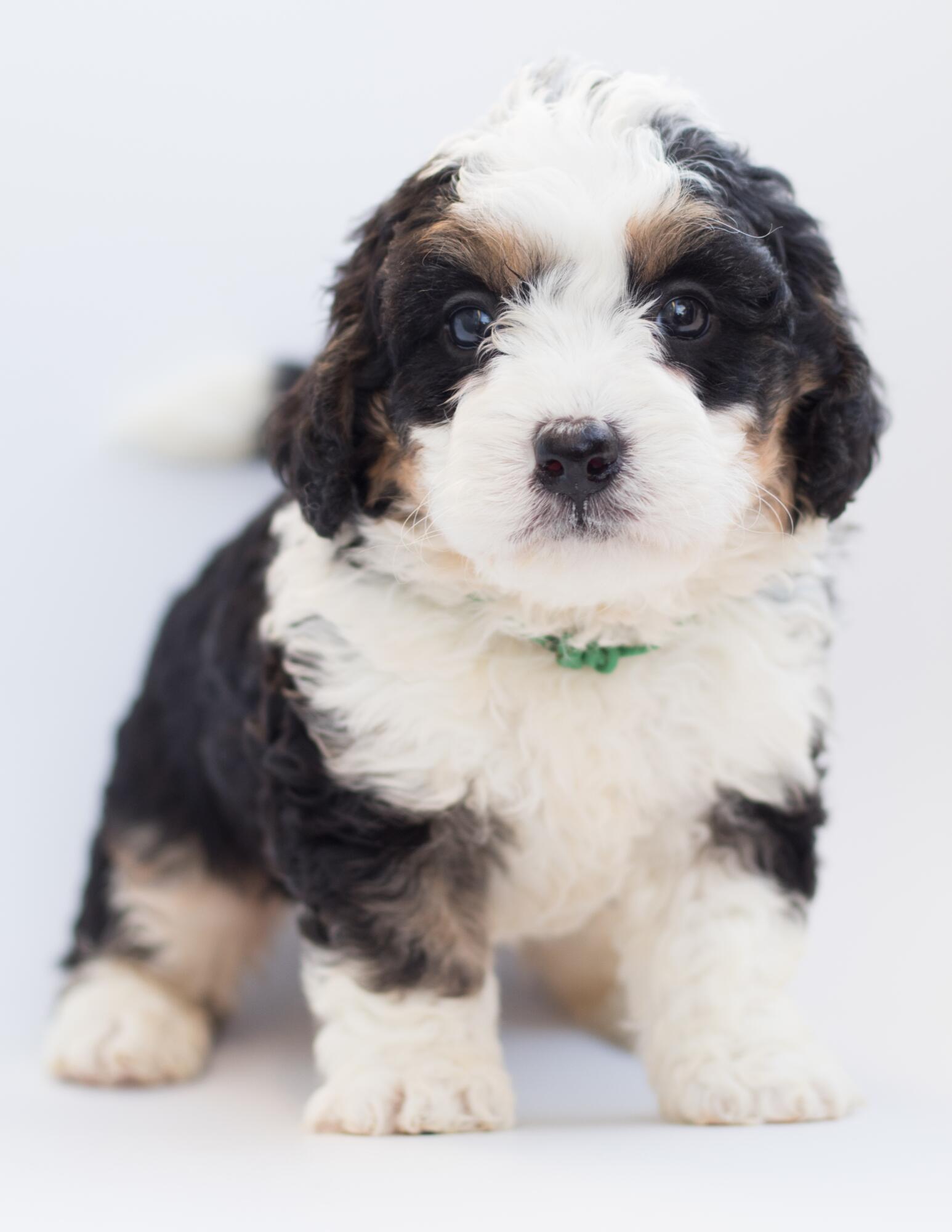 Mastering Mini Bernedoodle Grooming Essential Care Tips