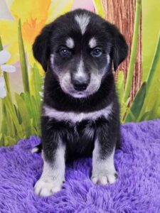 Browse Goberian Puppies for Sale | Woodlot Companions