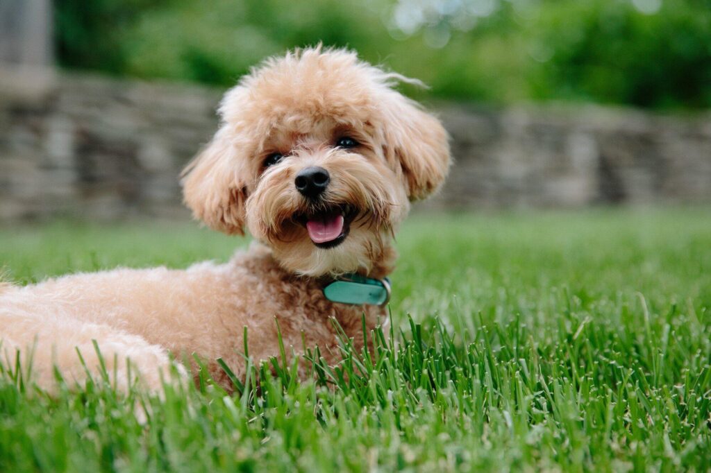 miniature poodle puppies