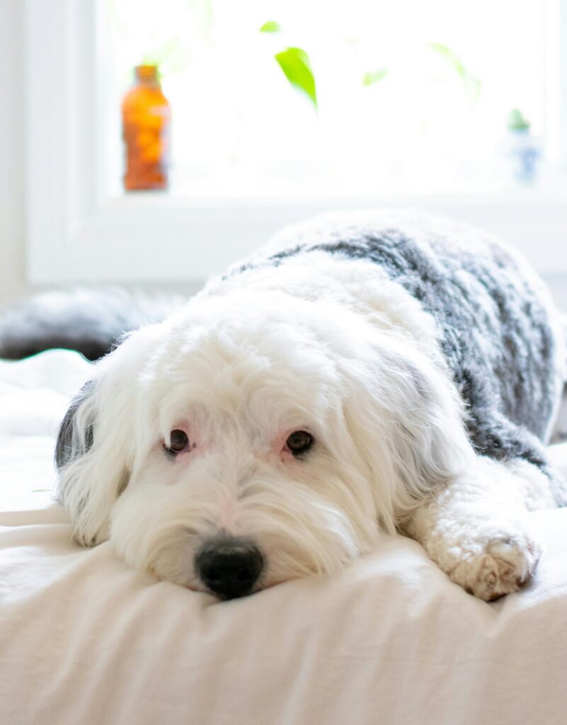 mini sheepadoodle puppy