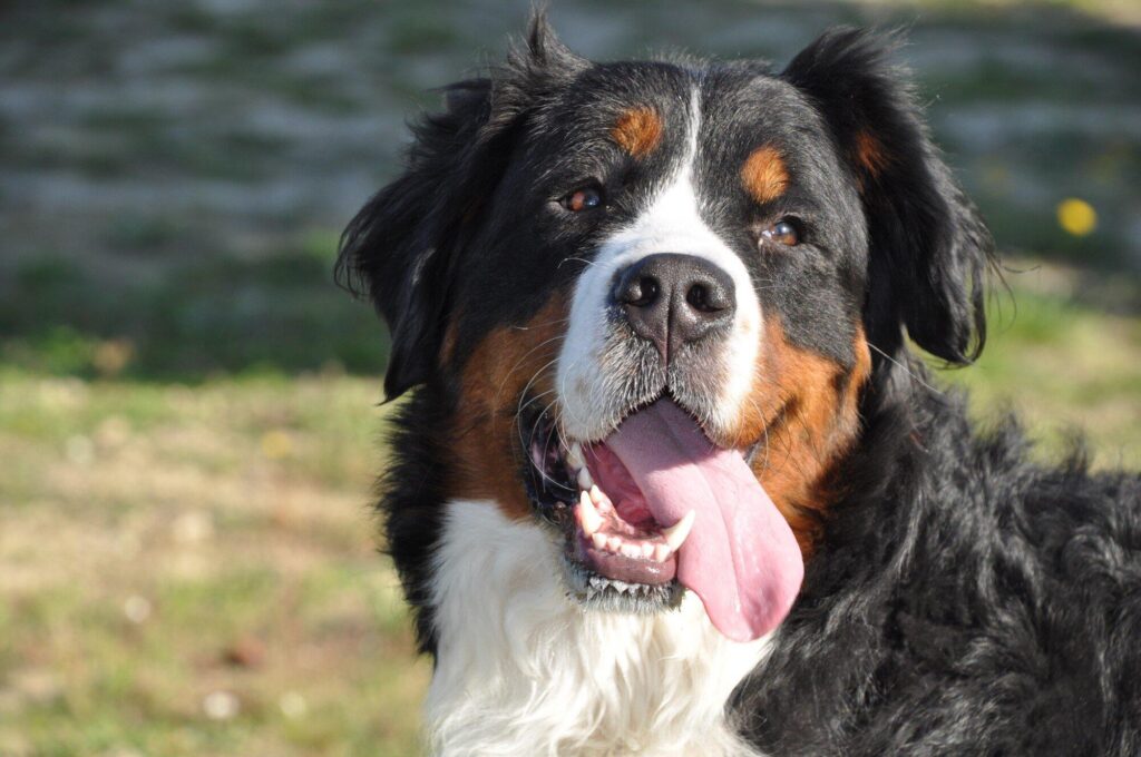 bernese mountain dog shedding