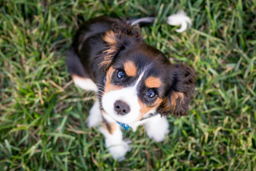 Mini Bernese puppies