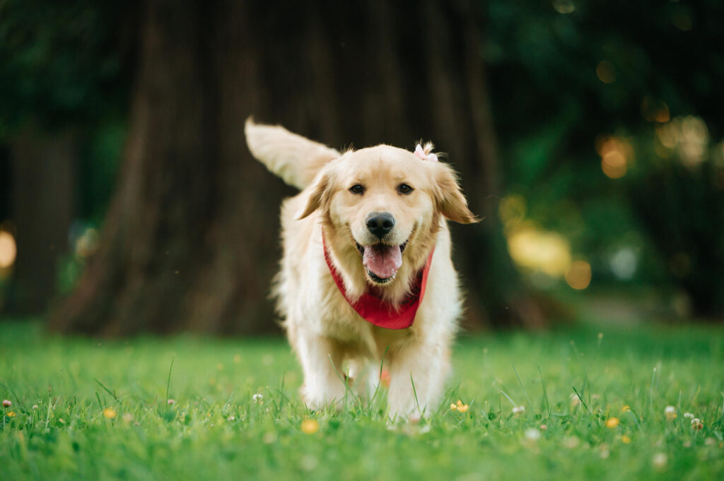 English Cream Golden Retriever Puppy for Sale