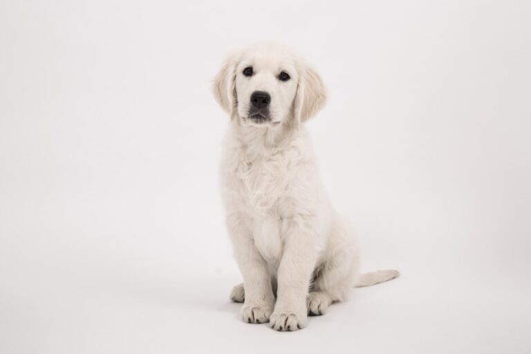 akc english cream golden retriever puppies for sale