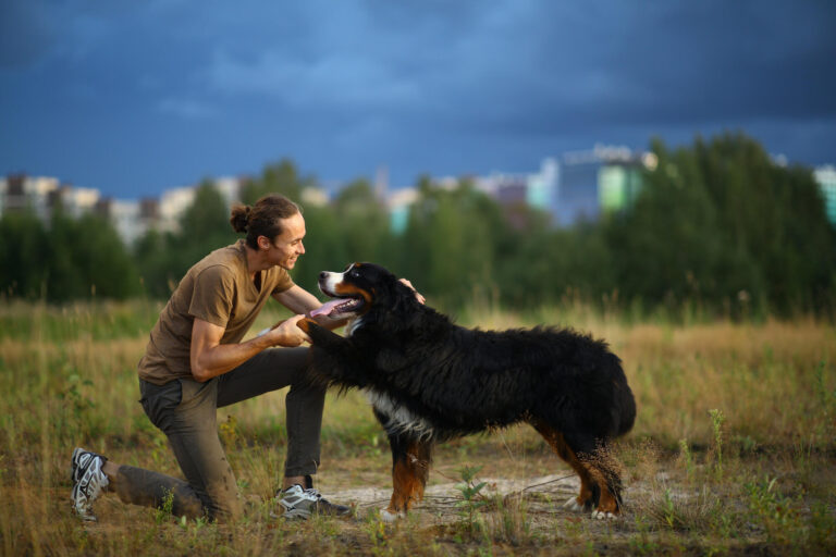 bernese mountain dog puppy for sale