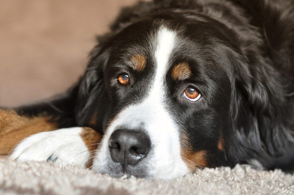 bernese mountain dog puppies for sale