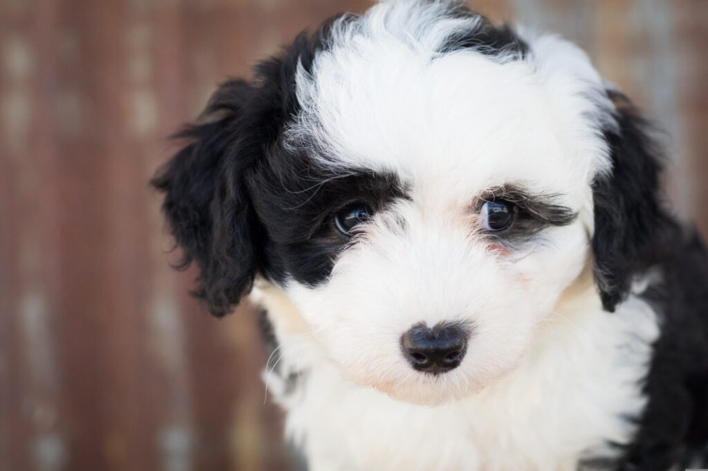 mini sheepadoodle puppies for sale