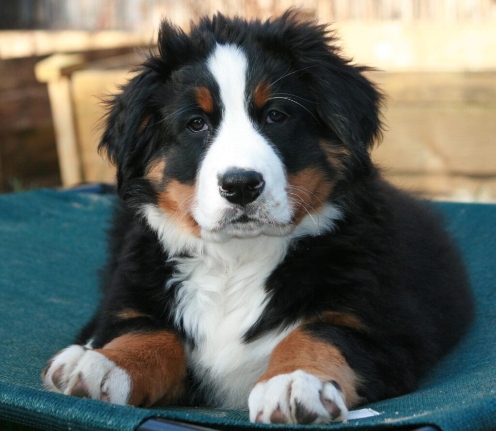 fluffy Bernese Mountain Dog puppies, Bernese Mountain Dog puppies for sale