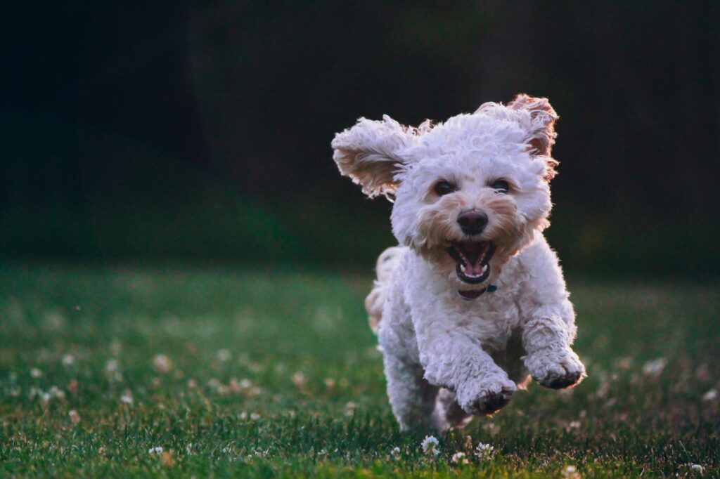 miniature poodle