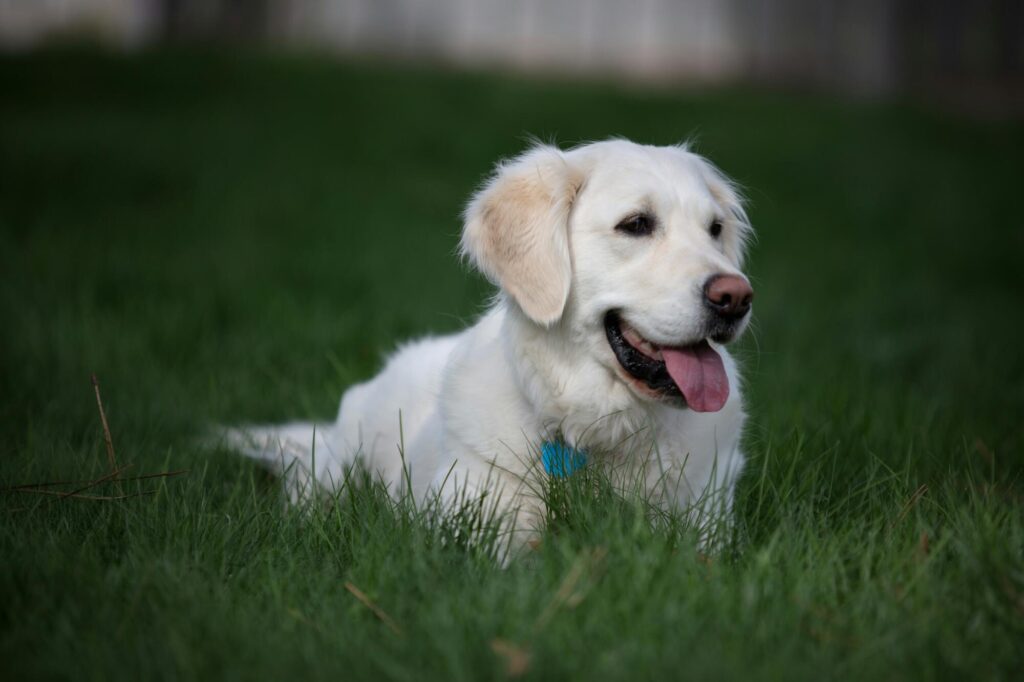 english cream golden retriever breeders