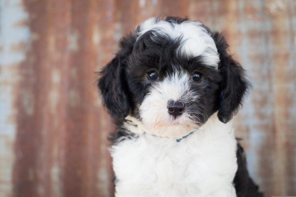 mini sheepadoodles